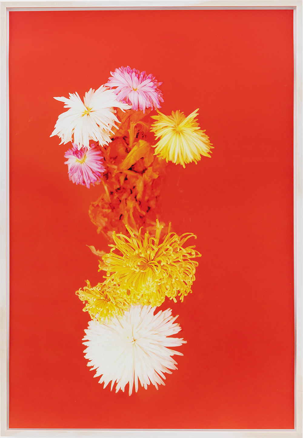 Flowers of death devoid of green (chrysanthemums)